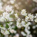 flower-6086288_1280